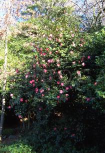 Camellia x williamsii - Habit - Click to enlarge!